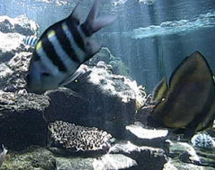 Shirahama Aquarium Fish Tank